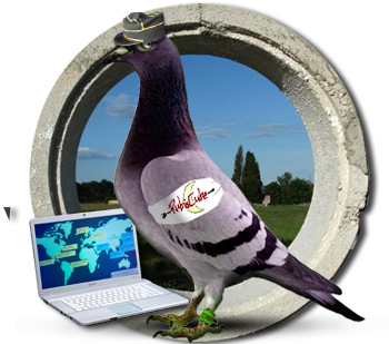 Notre pigeon voyageur